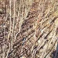 توت دوساله و سه ساله|گل و گیاه طبیعی|شاندیز, |دیوار