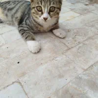 واگذاری ۴ بچه گربه (باهم)