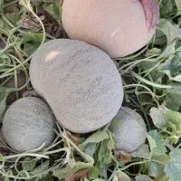 زمین-کشاورزی-و-چاه-آب-برای-اجاره-یا-مشارکت