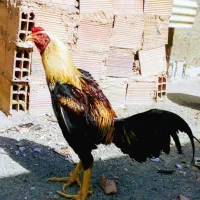 خروس لاری صابونی