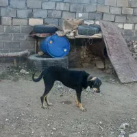 سگ دوبر من ماده