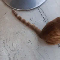 گربه نارنجی