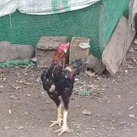 خروس لاری|حیوانات مزرعه|رشت, تازه آباد|دیوار
