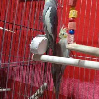 عروس هلندی مولد