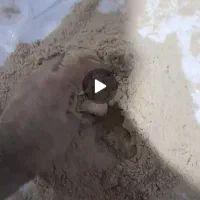 سبوس برنج نرمه درجه یک