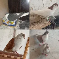 کفتر ساده افغانی وکرباتی و خال وساده وجوجه