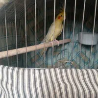 عروس هلندی ماده اهویی