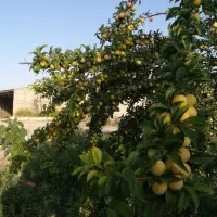 فروش آلو قطره طلا روی درخت