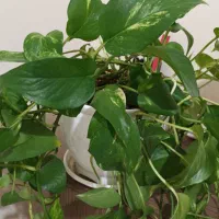 ۵ عدد گلدان نو  جنس پلاستیک سفید براق|گل و گیاه طبیعی|تهران, تهرانسر شرقی|دیوار