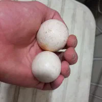 س نگ طعبیی|جواهرات|شیروان (خراسان), |دیوار