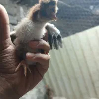 جوجه گردن لخت کاکلی   فول کاکل اردک کاکلی