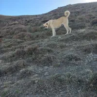 سگ سرابی ماده