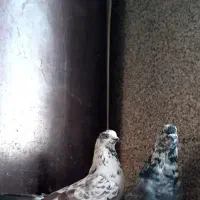 کفتر قاره پرشی|پرنده|ملایر, |دیوار