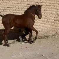 فروش فوری|حیوانات مزرعه|شیراز, محمودآباد|دیوار