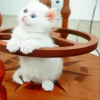 واگذاری توله پرشین و پرشین بالغ|گربه|تربت‌حیدریه, حسنی بالا|دیوار