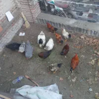 خروس برای قربانی همیشه هست