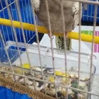 عروس هلندی سه ماهه نر