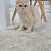 گربه اسکاتیش نر ۸ ماهه