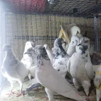 دکه ناصردین|پرنده|دورود, |دیوار