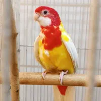 یه جفت روزیلا