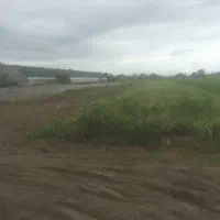زمین ۱۰۰۰ متری داخل بافت سرخ رود(روستای گل محله)|فروش زمین و ملک کلنگی|سرخرود, |دیوار