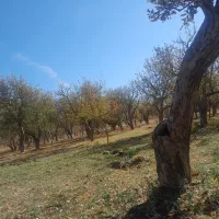 هرس انواع درختان دانه دار و هسته دار