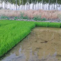 نشاع سینی