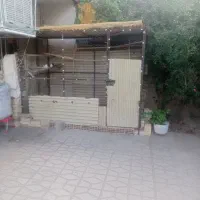 لونه کبوتر و مرغ