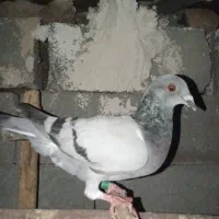 پلاکی و دورگ|پرنده|کازرون, |دیوار