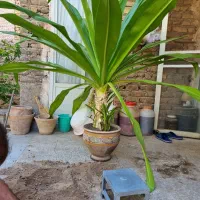 سوسن عنکبوتی|گل و گیاه طبیعی|ورامین, ورامین|دیوار