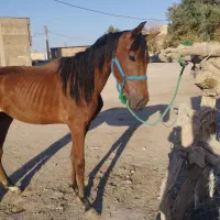 اسب نر ترکمن اصیل