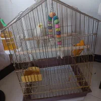 عروس هلندی با قفس