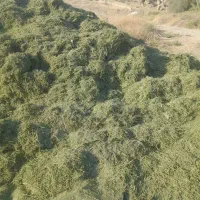 فروش یونجه کوبیده