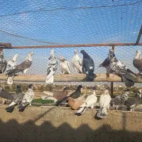 کبوتر تهرونی ماده برای گرو|پرنده|اصفهان, طاحونه|دیوار