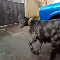 توله‌سگ گریت‌دین اصیل فوق‌العاده درشت و سالم|سگ|رشت, حومه رشت|دیوار