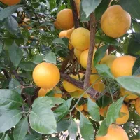 فروش پرتقال خونی وتامسون 2تن