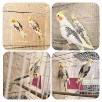 7 جفت عروس هلندی بالغ کارداده نر و ماده