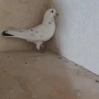 باسلام خدمت عشق بازا چنتاحیوون غریب گیری|پرنده|محمدشهر, محمدشهر|دیوار