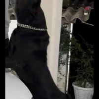 روتوایلر خالص نر