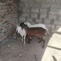 سه راس بره چینی درجه یک