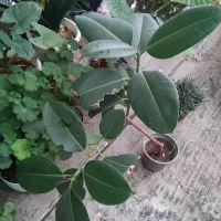 گل و گیاه آپارتمانی و گل بابا آدم|گل و گیاه طبیعی|تبریز, |دیوار