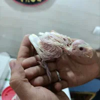 جوجه عروس لوتینو درجه یک سرلاکی