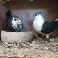 ساده کاکول نره ریش ماده