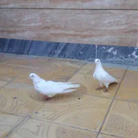 کبوتر فروشی