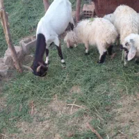 فروش گوسفند
