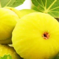 پیشفروش نهال انجیر عسلی با شرایط چک|خدمات باغبانی و درختکاری|بوکان, |دیوار