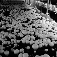 قارچ درجه یک