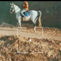 اسب