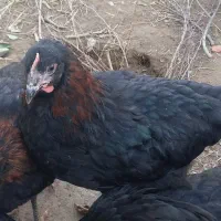 مرغ دمه تخم