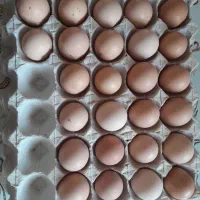 تخم مرغ تازه و نطفه دار